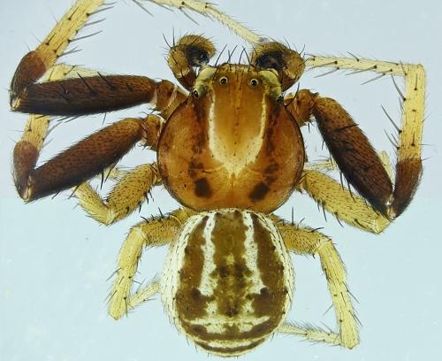 Xysticus erraticus